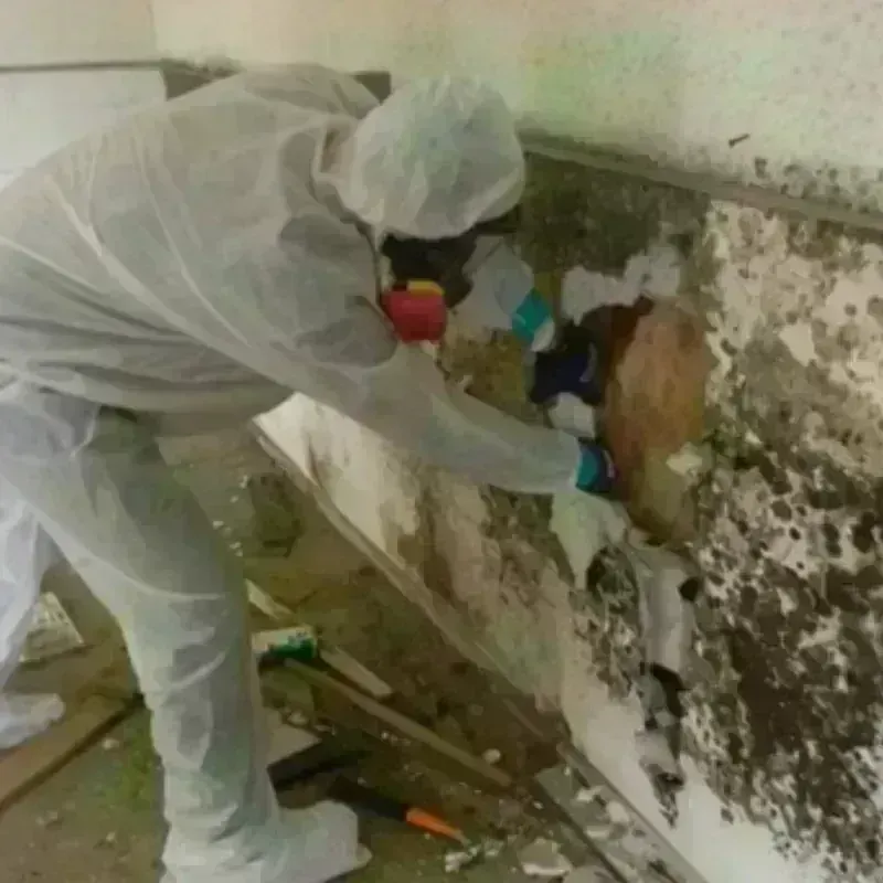 Mold Remediation and Removal in San Augustine, TX